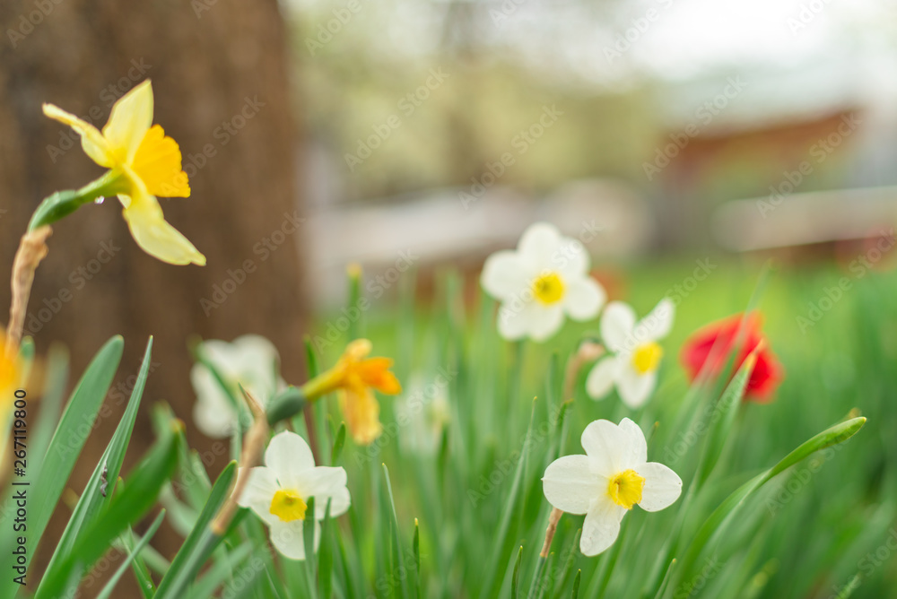 Fototapeta premium Narcyz - kwiaty żonkila, selektywna ostrość. Koncepcja pozdrowienie, baner lub tło