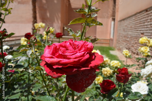 Rosa que ha florecido