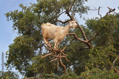 Cabra subida a un árbol