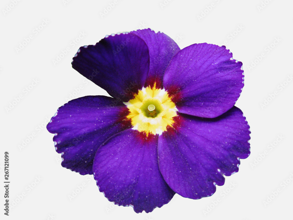Danilov Primrose flower, spring primrose, close-up, cut from the background Danilov Primrose flower, spring primrose, close-up, cut from the background