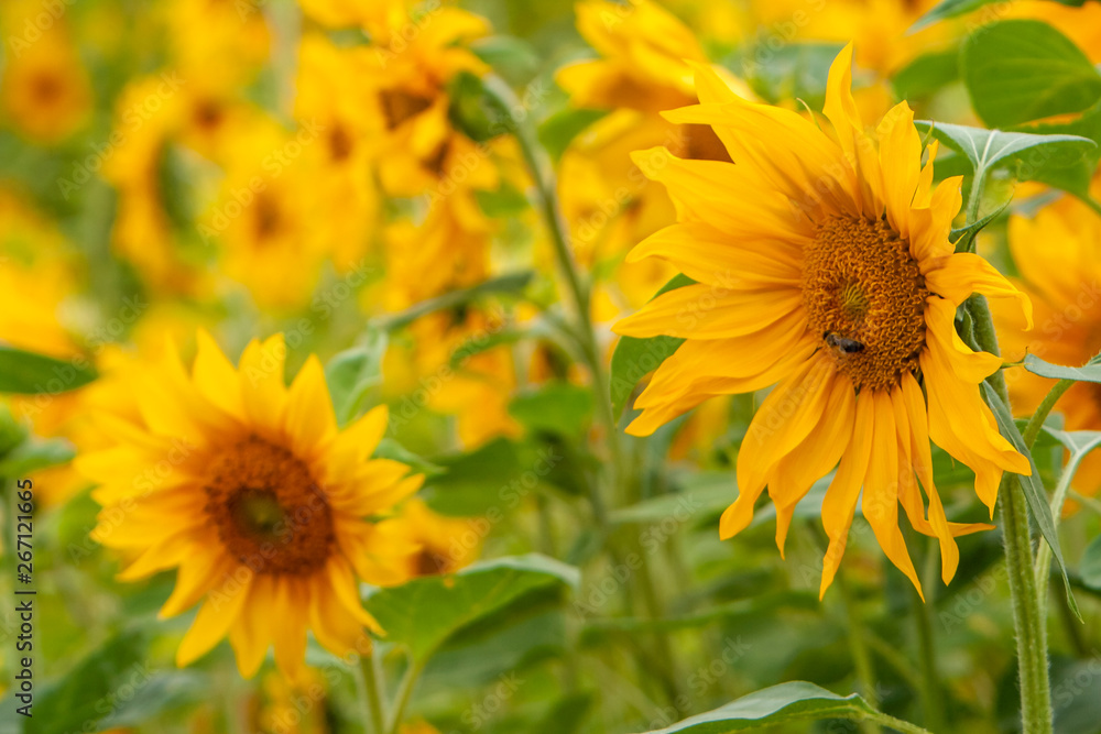 Sonnenblumen (Helianthus annuus), Sonnenblumenfeld Sonnenblumen (Helianthus annuus), Sonnenblumenfeld
