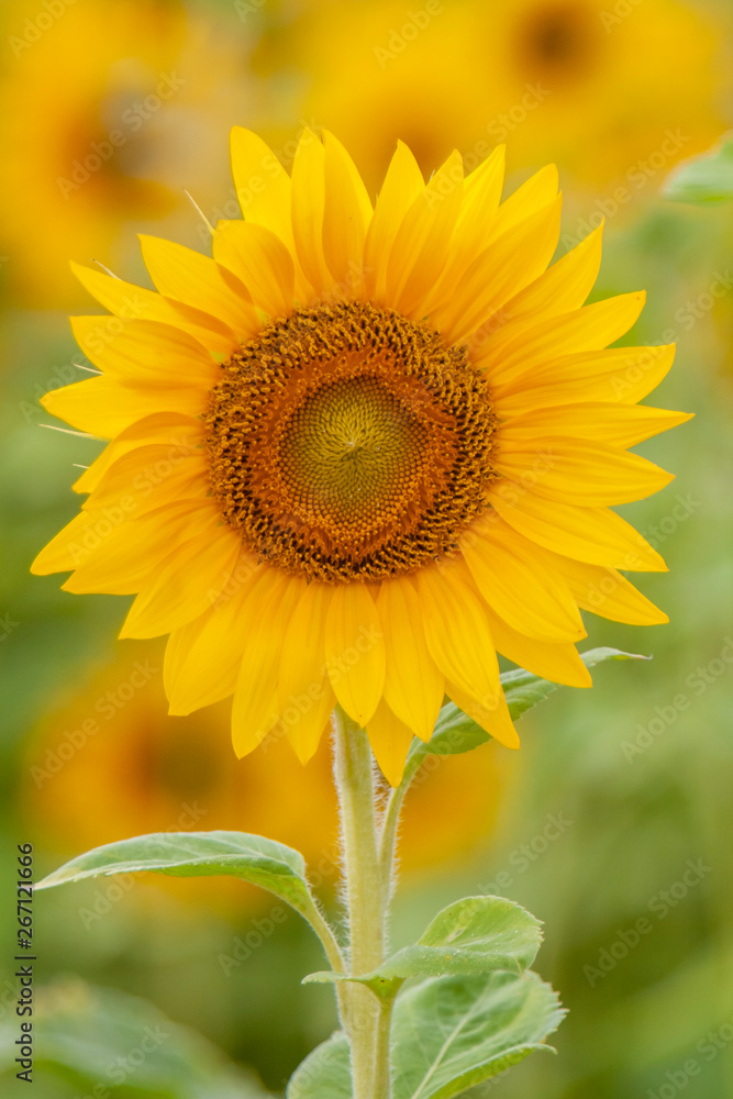 Sonnenblume (Helianthus annuus) Sonnenblume (Helianthus annuus)