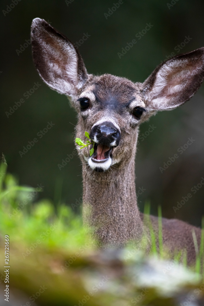California mule deer (Odocoileus hemionus californicus) California mule deer (Odocoileus hemionus californicus)