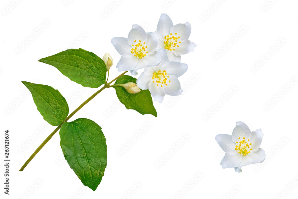 Obraz premium branch of jasmine flowers isolated on white background.