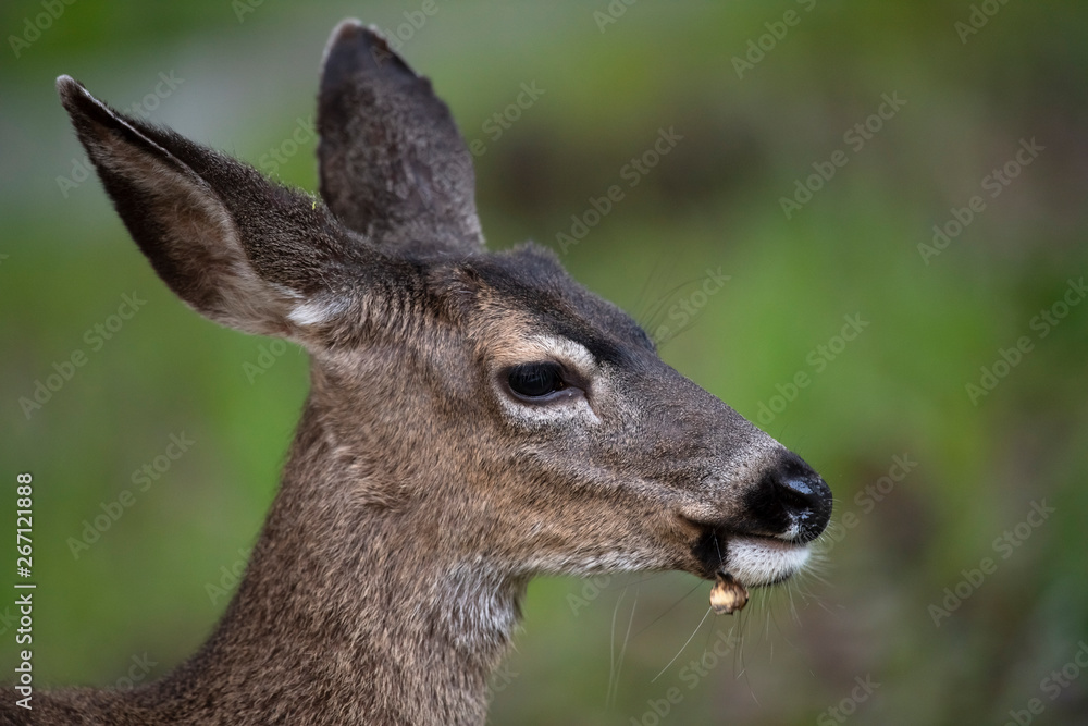 California mule deer (Odocoileus hemionus californicus) California mule deer (Odocoileus hemionus californicus)