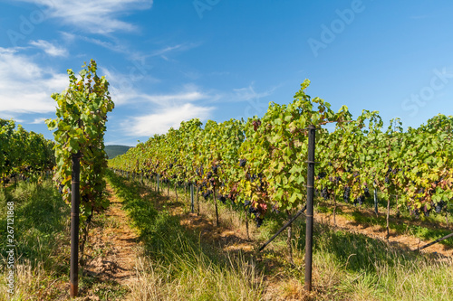 Weinberg im Sommer photo