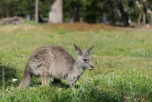 Kangaroo in nature