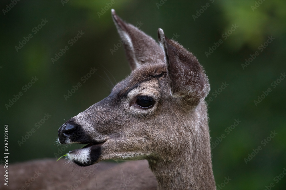 Fototapeta premium California mule deer (Odocoileus hemionus californicus)