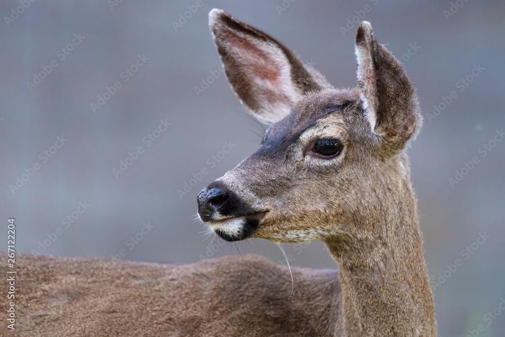 Fototapeta premium California mule deer (Odocoileus hemionus californicus)