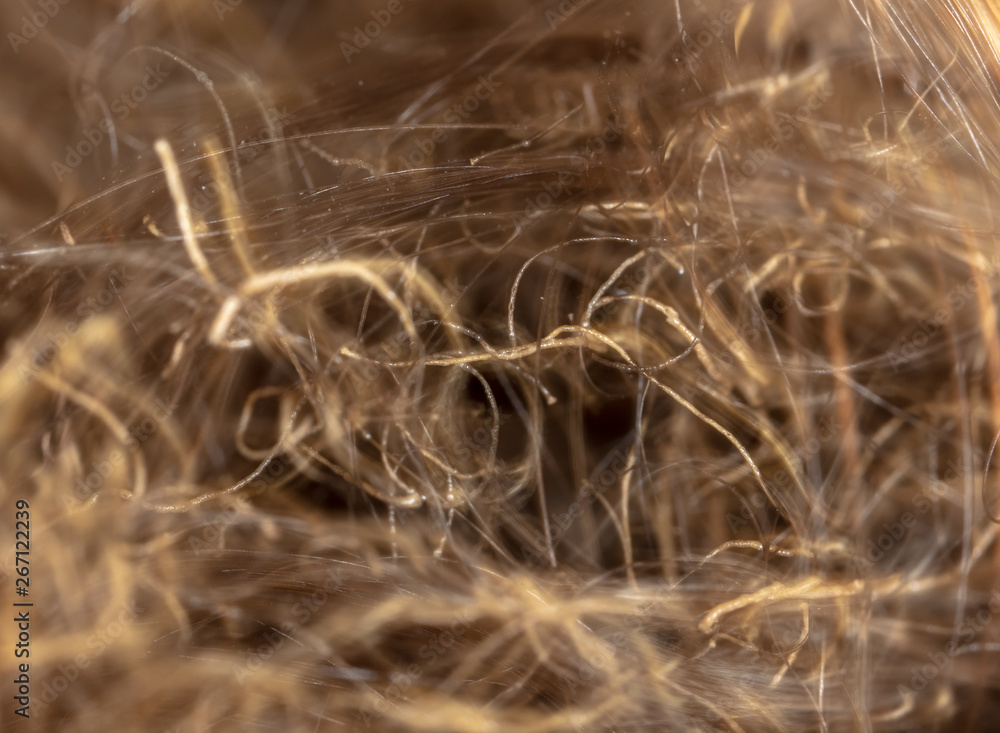 Scorched hair on the head. Macro Scorched hair on the head. Macro