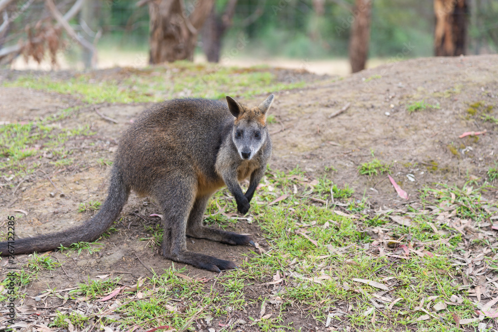 Fototapeta premium Kangaroo in nature