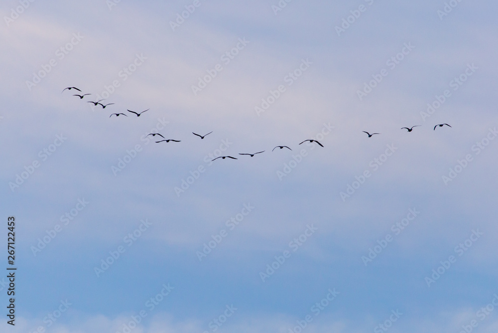 A flock of birds fly south on a blue sky