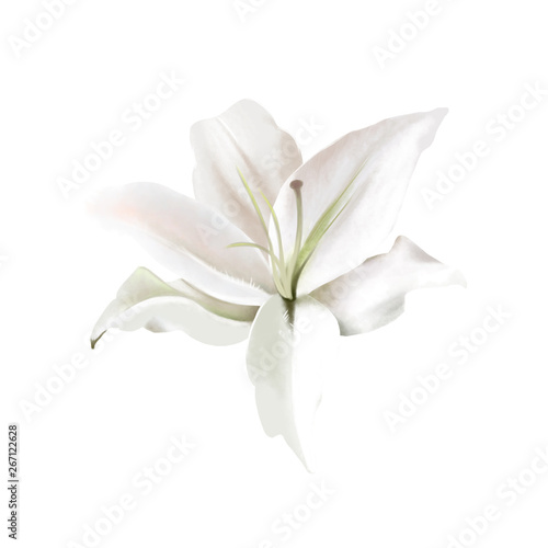 White Lily on white. Classical watercolor painting