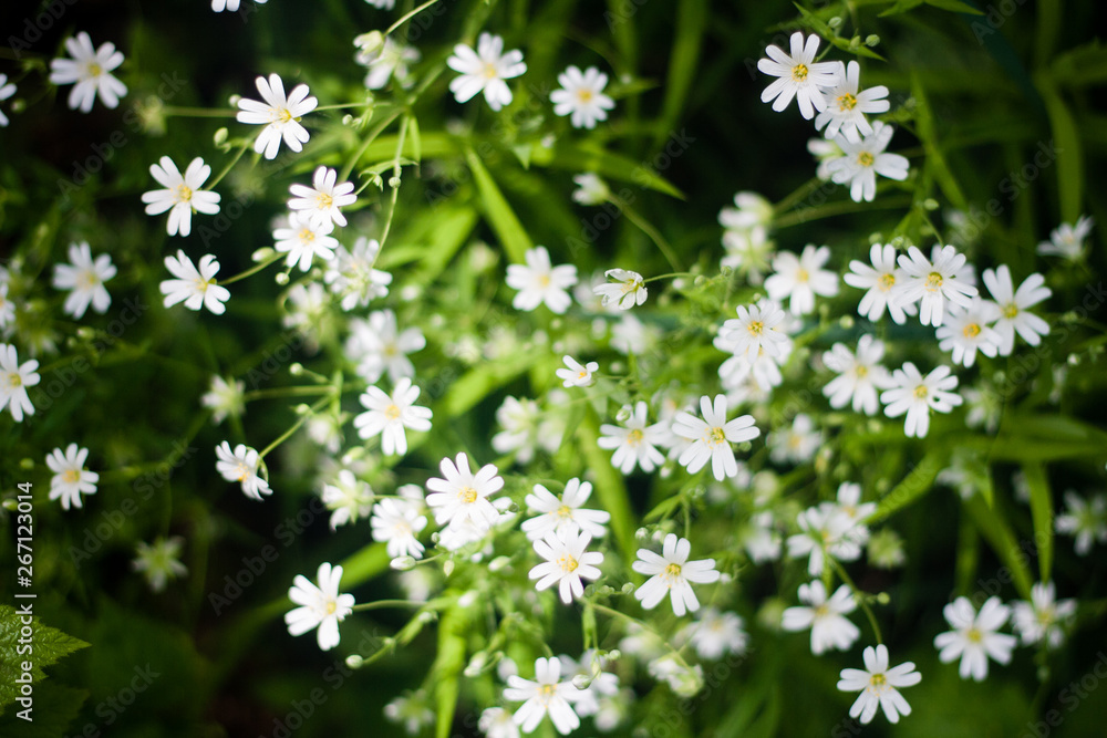 Top view of white wild flowers and green grass. Top view of white wild flowers and green grass.