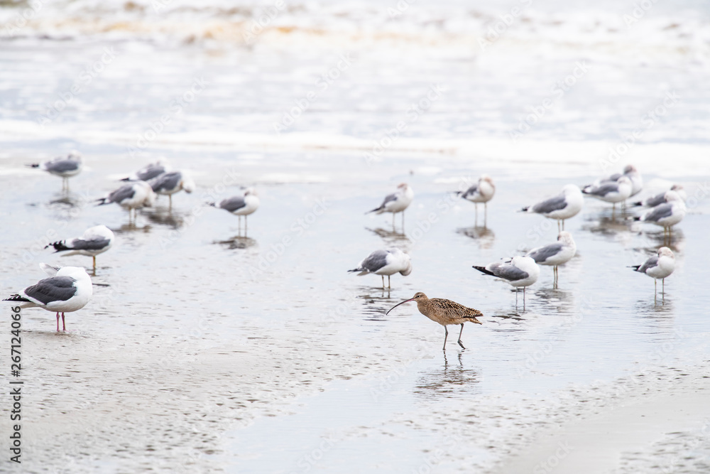 long-billed curlew (Numenius americanus)