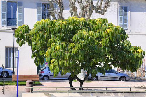 Schefflera pueckleri, beautiful exotic tree, Menton, French Riviera, France photo