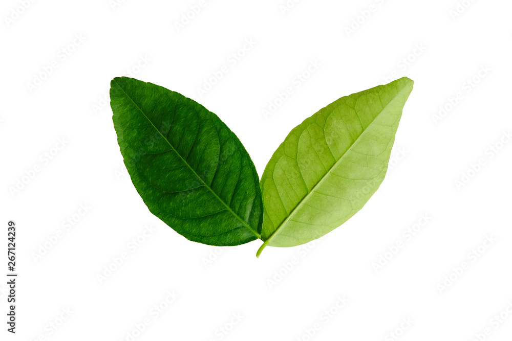 Fototapeta premium Front and back of lemon leave on white background