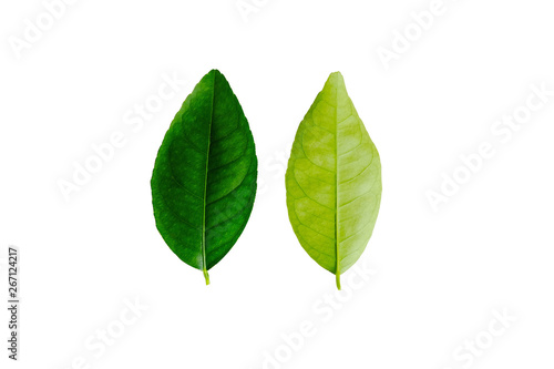 Front and back of lime leave on white background