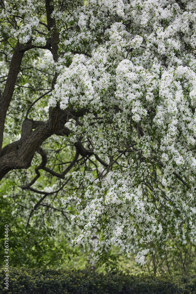 Fototapeta premium Blooming trees spring season beautiful nature