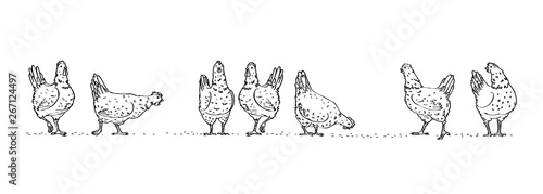 Black graphic set, collection, drawn rural hens or chickens, walking in different poses, pecking grain. Vector illustration, isolated on white background for design and decor.