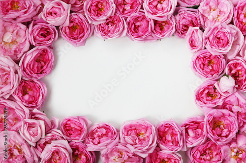 Fototapeta Naklejka Na Ścianę i Meble -  Rose tea roses lined with a frame on a white background, copy space