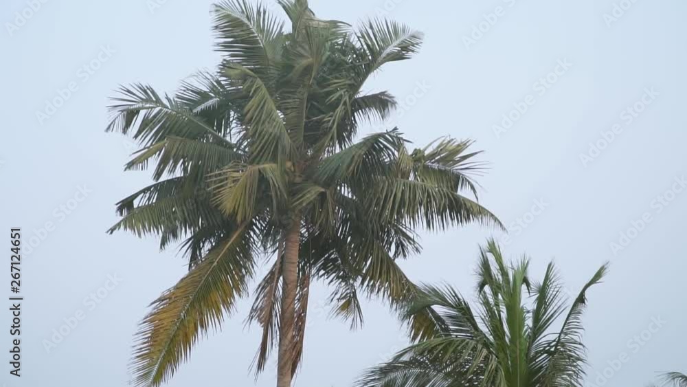 coconut tree in storm in india palm wind high people coconut tree in storm in india palm wind high people