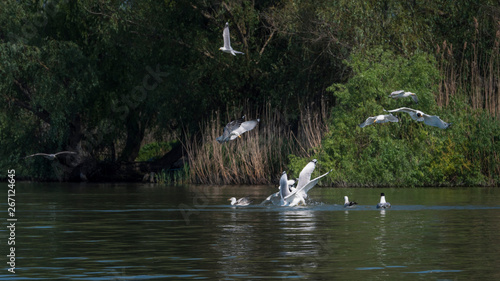 Landscapa Wild Birds Danube Delta photo