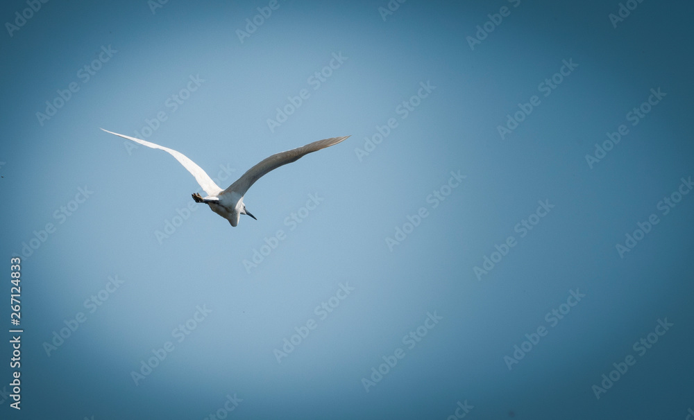 Obraz premium Wild Bird in Flight