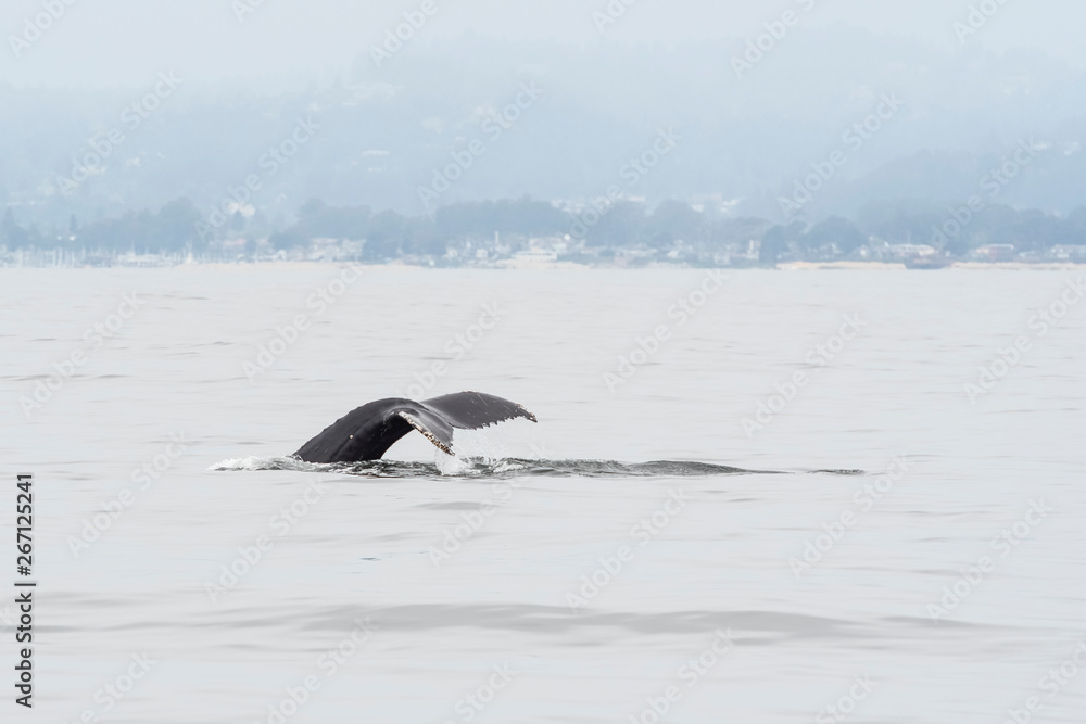 Obraz premium humpback whale (Megaptera novaeangliae) in the Monterey Bay, California