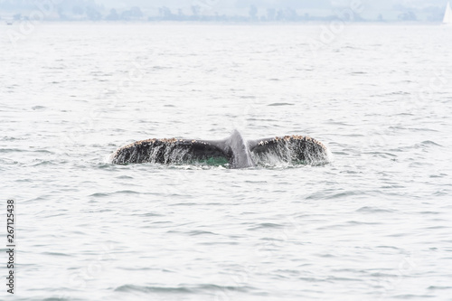 humpback whale  Megaptera novaeangliae  in the Monterey Bay  California