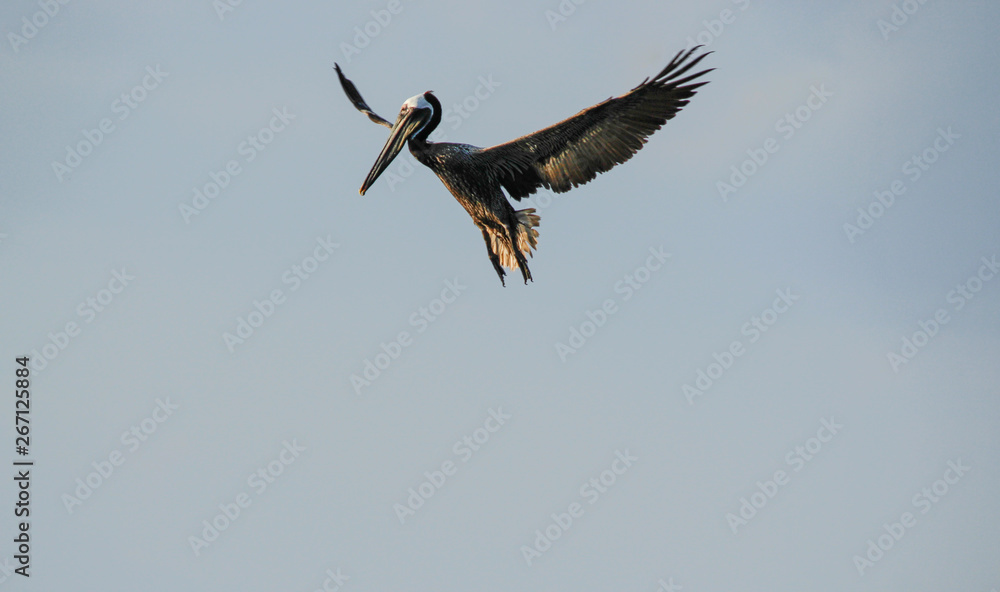 Fototapeta premium Descent of the Pelican