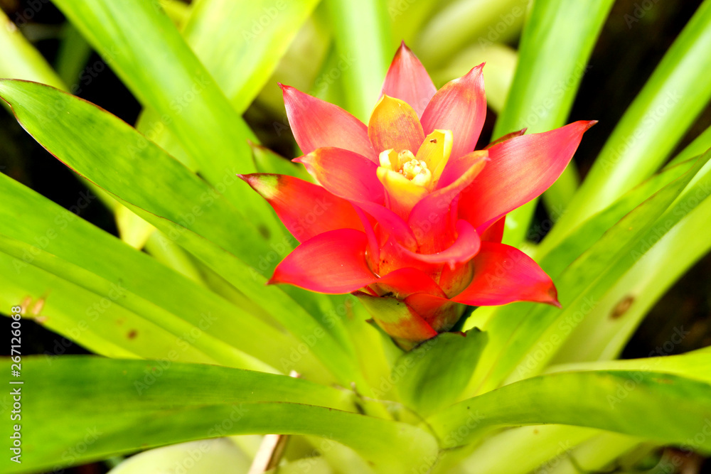 tropical flower tropical flower