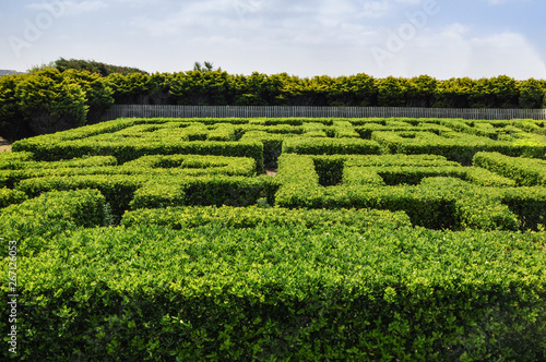 Labyrinth hedge garden, squared shape.