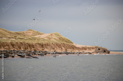 Seals on the Sands of Forvie photo