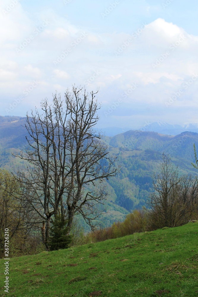 A dry tree on the background of Carpathian mountains, Ukraine A dry tree on the background of Carpathian mountains, Ukraine