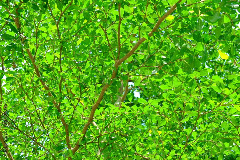 Fototapeta premium The branches and leaves of the ivory coast almond background