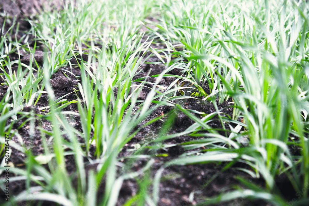 Young seedlings of wheat and barley growing on the field in a row. Young seedlings of wheat and barley growing on the field in a row.