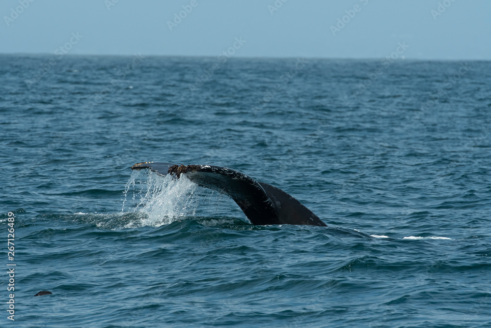 humpback whale (Megaptera novaeangliae) in the Monterey Bay, California humpback whale (Megaptera novaeangliae) in the Monterey Bay, California