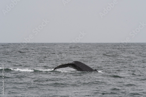 humpback whale (Megaptera novaeangliae) in the Monterey Bay, California © Enrique