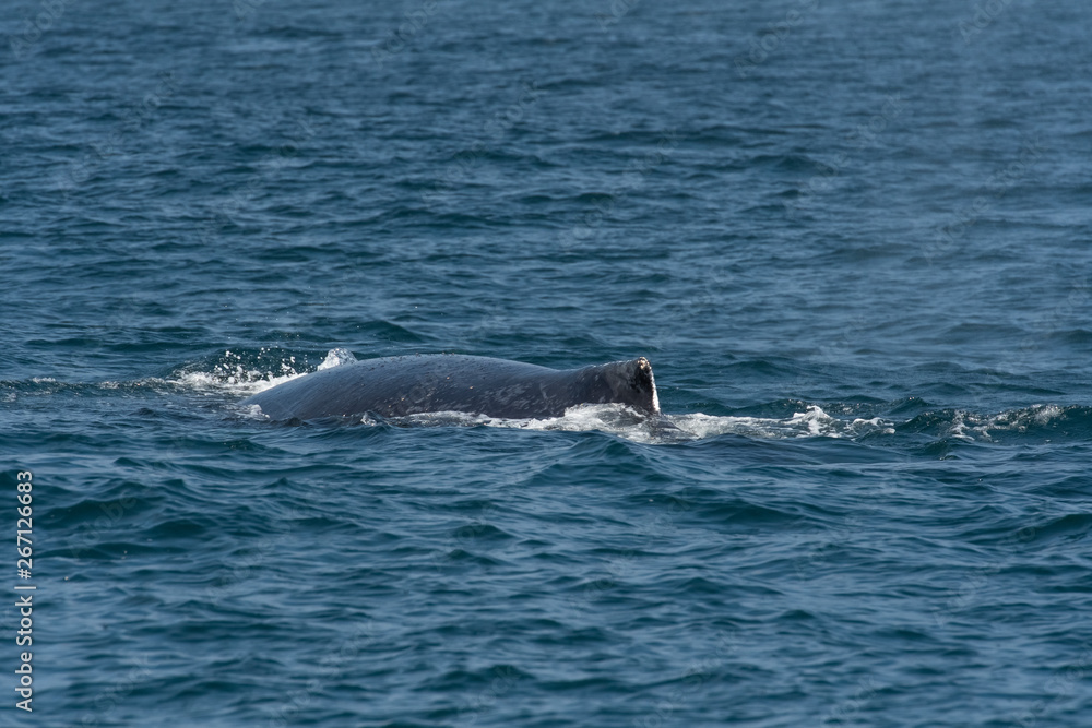 humpback whale (Megaptera novaeangliae) in the Monterey Bay, California humpback whale (Megaptera novaeangliae) in the Monterey Bay, California
