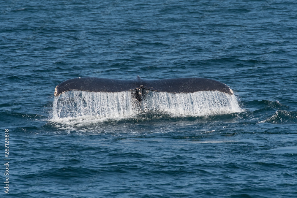 Fototapeta premium humpback whale (Megaptera novaeangliae) in the Monterey Bay, California
