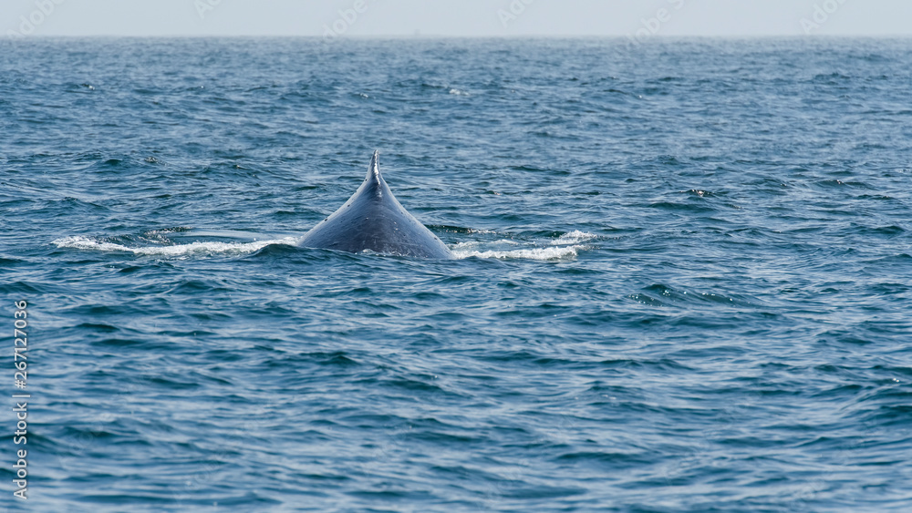 Fototapeta premium humpback whale (Megaptera novaeangliae) in the Monterey Bay, California
