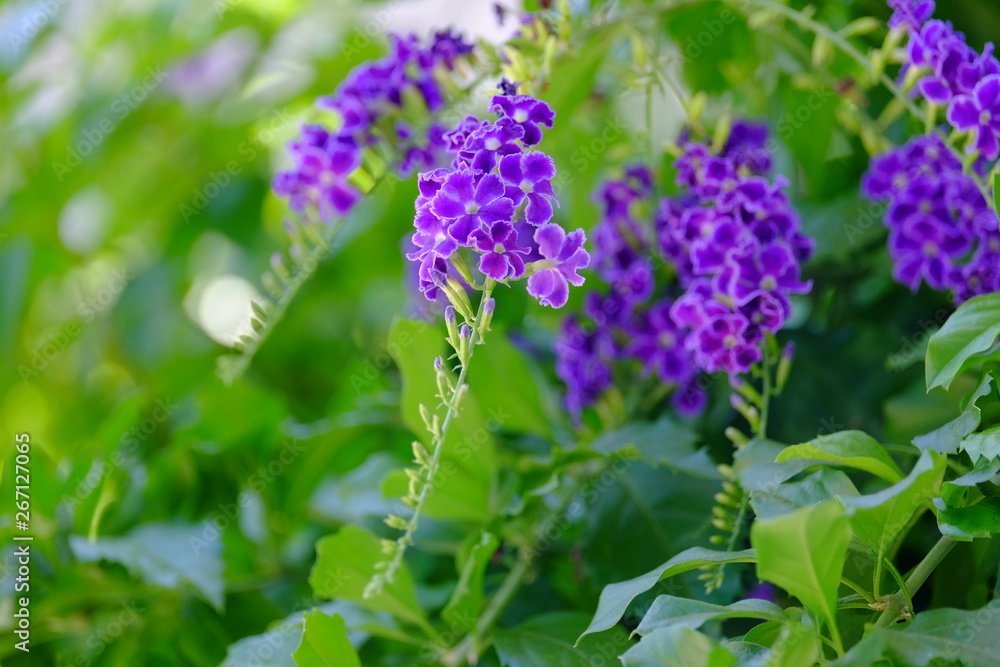 Purple-blue flowers with green leaves Purple-blue flowers with green leaves