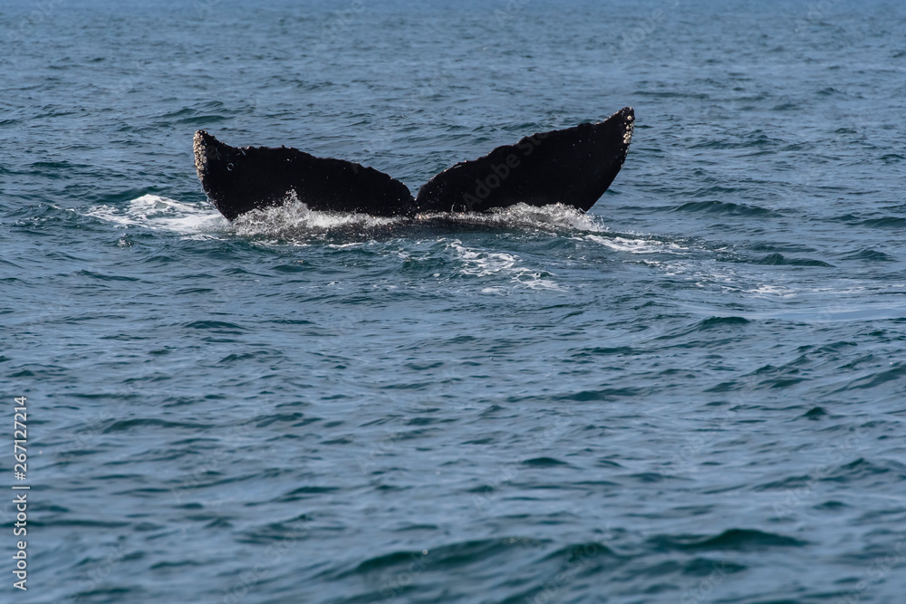 Fototapeta premium humpback whale (Megaptera novaeangliae) in the Monterey Bay, California
