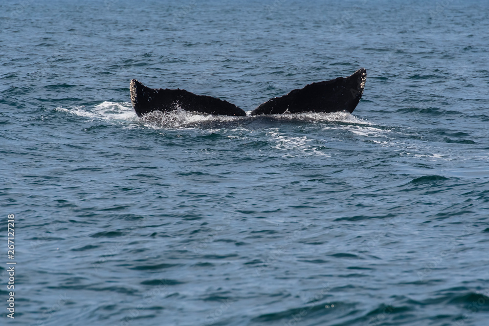 Fototapeta premium humpback whale (Megaptera novaeangliae) in the Monterey Bay, California