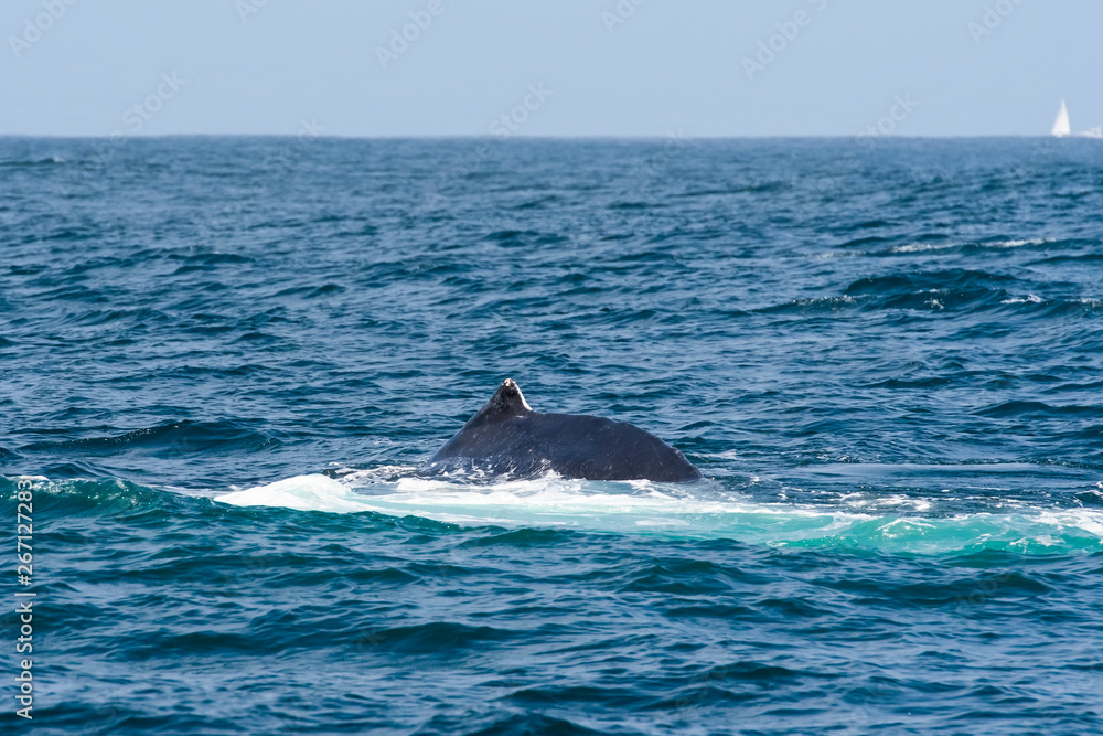 Fototapeta premium humpback whale (Megaptera novaeangliae) in the Monterey Bay, California