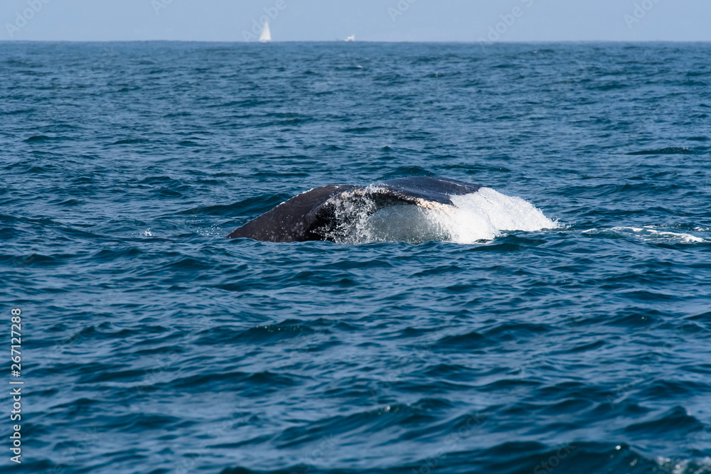 humpback whale (Megaptera novaeangliae) in the Monterey Bay, California humpback whale (Megaptera novaeangliae) in the Monterey Bay, California