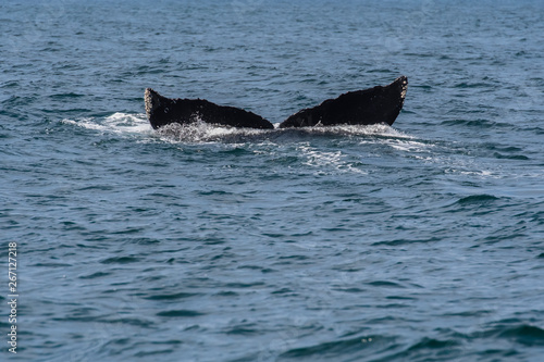 humpback whale (Megaptera novaeangliae) in the Monterey Bay, California