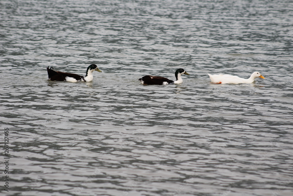 Fototapeta premium tres patos 