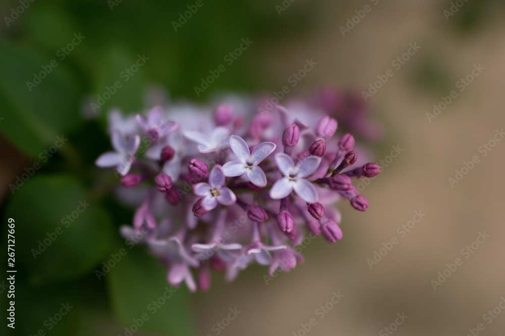 pink flowers in garden pink flowers in garden